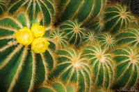 CBG-16-Cactus 3 Flowers-Full-WEB
