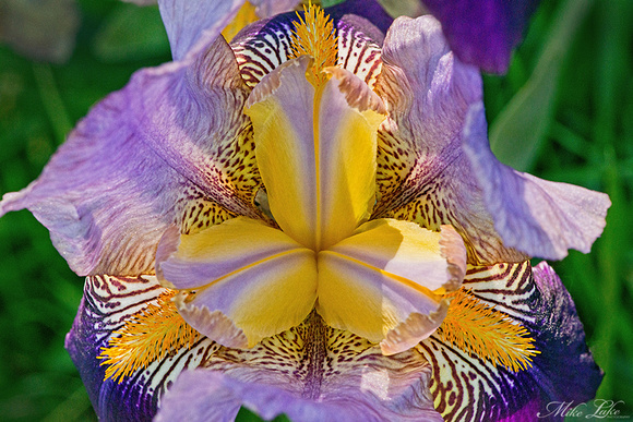 BP-15-Zebra Orchid-WEB