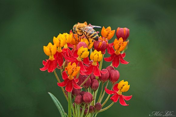 CBG-15-Bee on Bloom-Medm-WEB