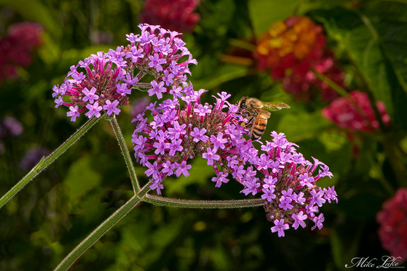 CBG-19-Bee on Magnt. Flowers-WEB