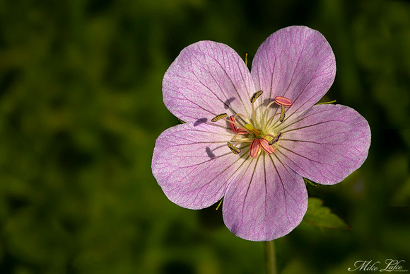 CBG-19-Pink Flower-WEB