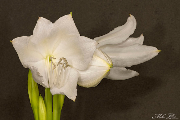 GPC-20-3 White Lilies -WEB
