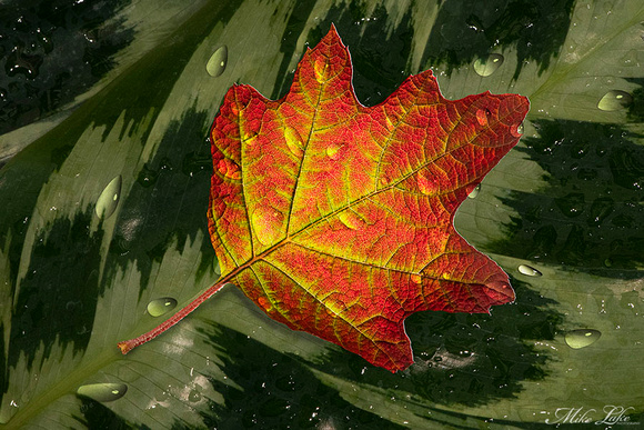 GPC-20-Red Leaf on Palm WEB