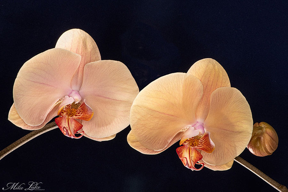 HO-20-2-Peach Orchids-WEB