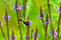 BP-13-Bee on Sprigs-WEB
