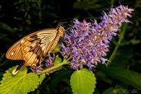 CBG-18-Gold Butterfly-WEB
