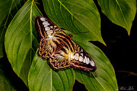 CBG-18-Brn.&Gold Butterfly-WEB