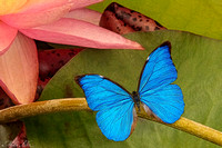 CBG-18-Blue Butterfly & Pink Lily-WEB