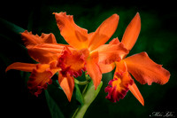 HO-17-3 Org.Soft Orchid-Web