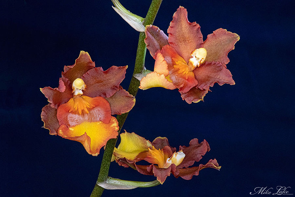HO-20-3 Autumn Orchids-WEB