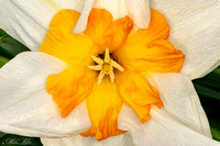BP-18-Aitruist Flower-CU-WEB