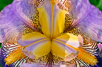BP-15-Orchid CU-WEB
