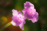PG.Twin Orchids.VG2.-WEB