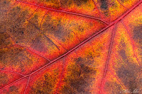 BP-15-Fall Leaf-1-WEB