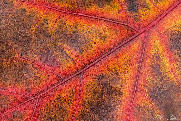 BP-15-Fall Leaf-1-WEB