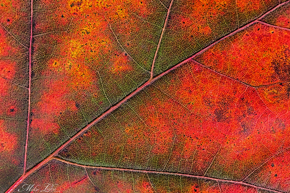 BP-15-Fall Leaf-4-WEB
