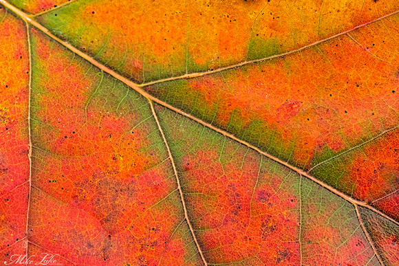 BP-15-Fall Leaf-9-WEB