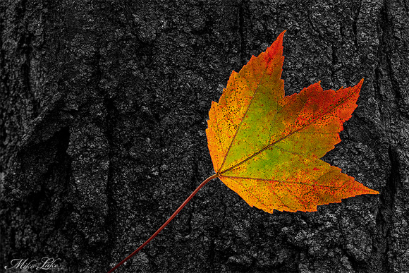 PG-20-Fall Maple Leaf-2-WEB