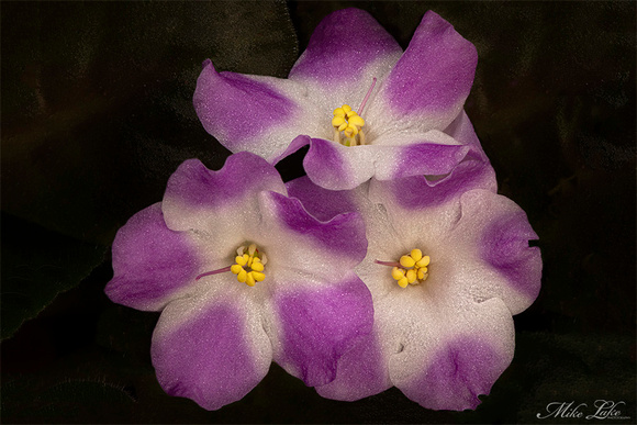 PG-20 3-African Violets-WEB