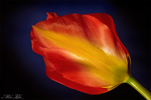 PG-20-Flame Feather Tulip-Final-WEB