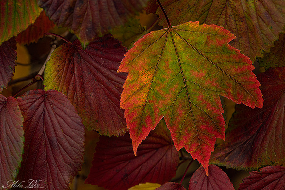 MA-20-Fall Leaves-WEB