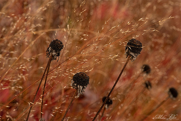 MA-20-Autumn Reeds-WEB