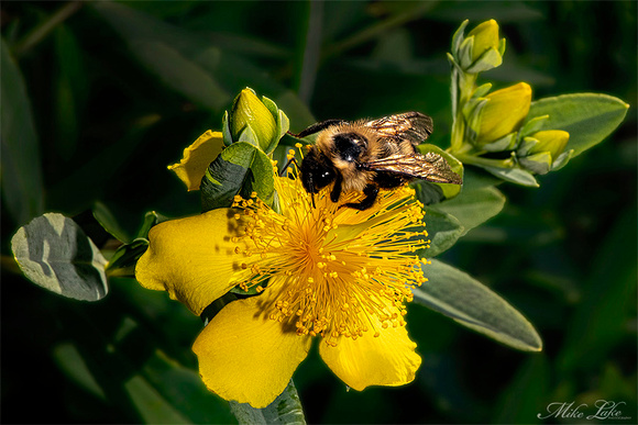 CBG-20-Bee on Brush-WEB